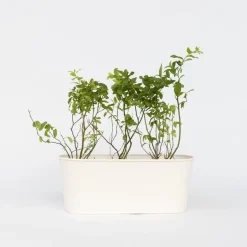 Plant in a Box Blauwe bessen - Set van 6 - Vaccinium 'Sunshine Blue' - Hoogte 25-40cm - ⌀9cm Hot