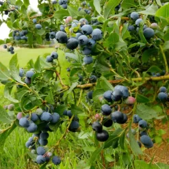 Plant in a Box Blauwe bessen - Set van 6 - Vaccinium 'Sunshine Blue' - Hoogte 25-40cm - ⌀9cm Hot