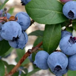 Plant in a Box Blauwe bessen - Set van 6 - Vaccinium 'Sunshine Blue' - Hoogte 25-40cm - ⌀9cm Hot