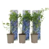 Plant in a Box Blauwe bessen - Set van 3 - Vaccinium 'Sunshine Blue' - Hoogte 25-40cm - ⌀9cm Discount