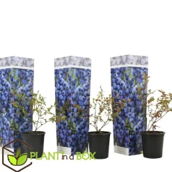 Plant in a Box Blauwe bessen - Set van 3 - Vaccinium 'Sunshine Blue' - Hoogte 25-40cm - ⌀9cm Discount