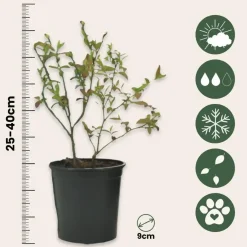Plant in a Box Blauwe bessen - Set van 3 - Vaccinium 'Sunshine Blue' - Hoogte 25-40cm - ⌀9cm Discount