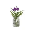 Plant in a Box Blauwe orchidee - Vanda 'Blue' - Hoogte 40-50cm - ⌀14cm Discount