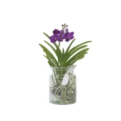 Plant in a Box Blauwe orchidee - Vanda 'Blue' - Hoogte 40-50cm - ⌀14cm Discount