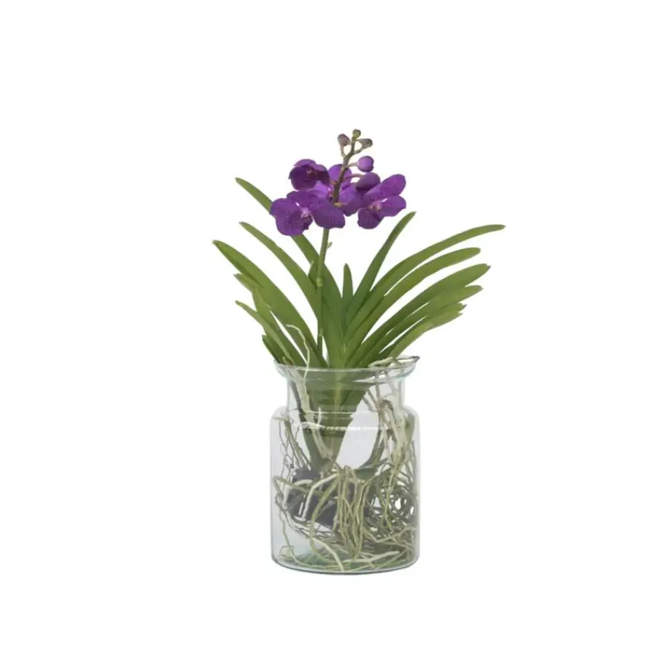 Plant in a Box Blauwe orchidee - Vanda 'Blue' - Hoogte 40-50cm - ⌀14cm Discount