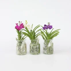 Plant in a Box Blauwe orchidee - Vanda 'Blue' - Hoogte 40-50cm - ⌀14cm Discount