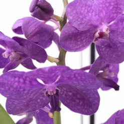 Plant in a Box Blauwe orchidee - Vanda 'Blue' - Hoogte 40-50cm - ⌀14cm Discount