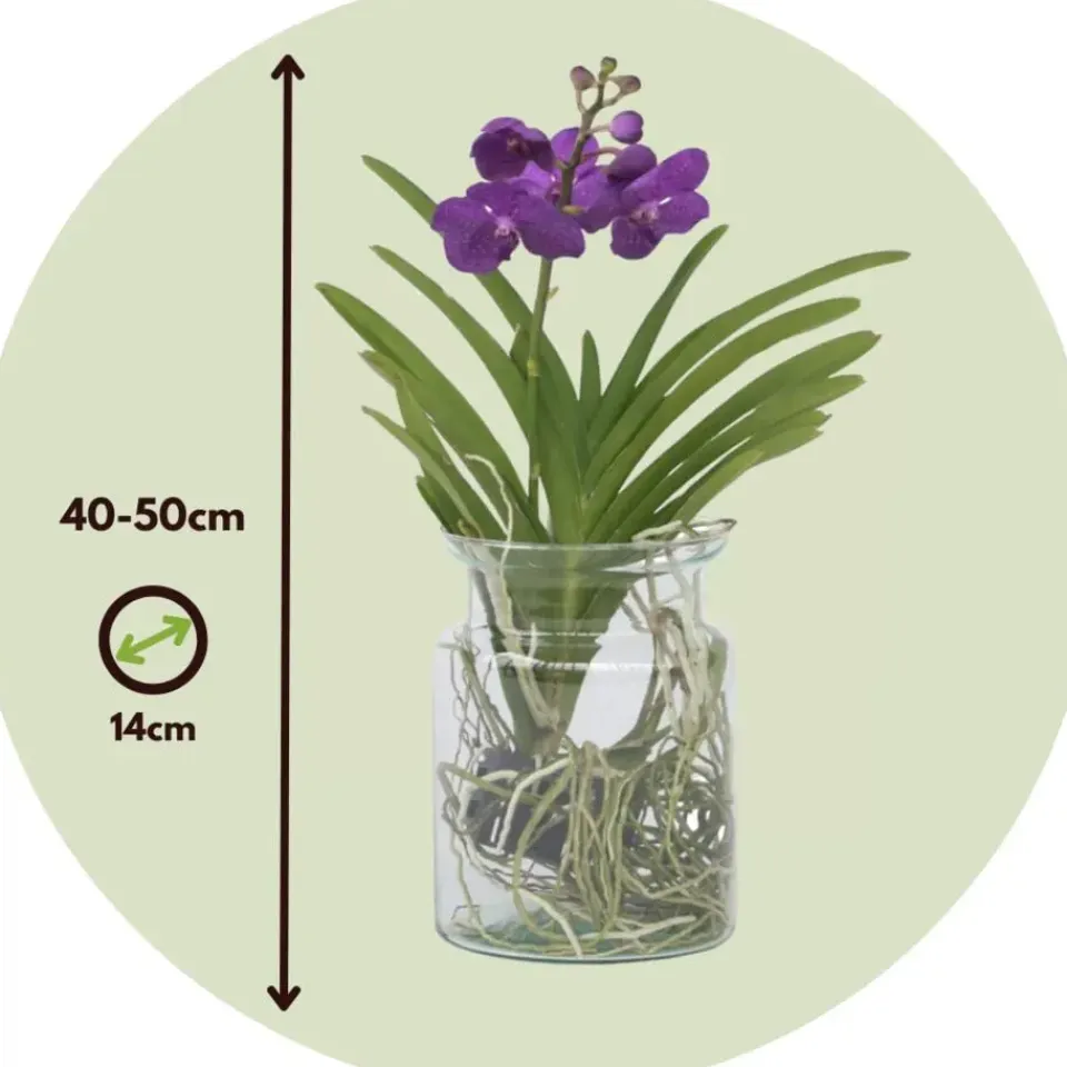 Plant in a Box Blauwe orchidee - Vanda 'Blue' - Hoogte 40-50cm - ⌀14cm Discount