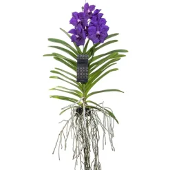 Plant in a Box Blauwe orchidee L - Vanda 'Blue' - Hoogte 55-65cm Outlet