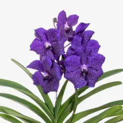 Plant in a Box Blauwe orchidee L - Vanda 'Blue' - Hoogte 55-65cm Outlet