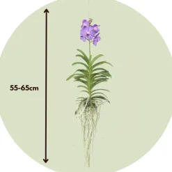 Plant in a Box Blauwe orchidee L - Vanda 'Blue' - Hoogte 55-65cm Outlet