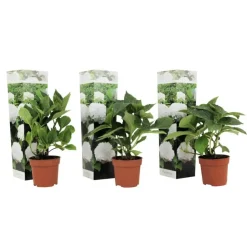 Plant in a Box Bolhortensia - Set van 3 - Hydrangea macrophylla 'Wudu' - Hoogte 25-40cm - ⌀9cm New
