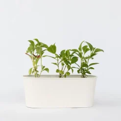 Plant in a Box Bolhortensia - Set van 3 - Hydrangea macrophylla 'Wudu' - Hoogte 25-40cm - ⌀9cm New