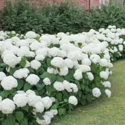 Plant in a Box Bolhortensia - Set van 3 - Hydrangea macrophylla 'Wudu' - Hoogte 25-40cm - ⌀9cm New