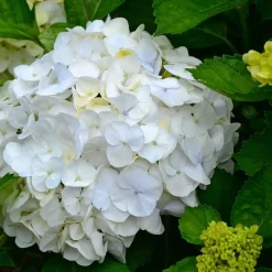 Plant in a Box Bolhortensia - Set van 3 - Hydrangea macrophylla 'Wudu' - Hoogte 25-40cm - ⌀9cm New