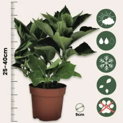 Plant in a Box Bolhortensia - Set van 3 - Hydrangea macrophylla 'Wudu' - Hoogte 25-40cm - ⌀9cm New