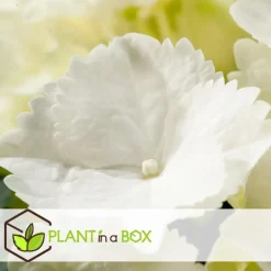 Plant in a Box Bolhortensia - Set van 3 - Hydrangea macrophylla 'Wudu' - Hoogte 25-40cm - ⌀9cm New