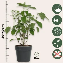 Plant in a Box Bolhortensia - Set van 2 - Hydrangea 'Strong Annabelle' - Hoogte 30-40cm - ⌀19cm Outlet