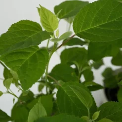 Plant in a Box Bolhortensia - Set van 2 - Hydrangea 'Strong Annabelle' - Hoogte 30-40cm - ⌀19cm Outlet