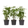Plant in a Box Bolhortensia - Set van 3 - Hydrangea 'Strong Annabelle' - Hoogte 30-40cm - ⌀19cm Online