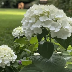 Plant in a Box Bolhortensia - Set van 3 - Hydrangea 'Strong Annabelle' - Hoogte 30-40cm - ⌀19cm Online
