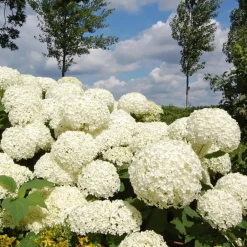 Plant in a Box Bolhortensia - Set van 3 - Hydrangea 'Strong Annabelle' - Hoogte 30-40cm - ⌀19cm Online