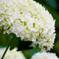 Plant in a Box Bolhortensia - Set van 3 - Hydrangea 'Strong Annabelle' - Hoogte 30-40cm - ⌀19cm Online