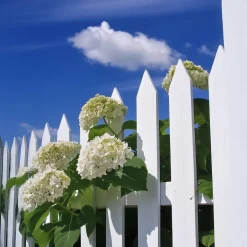 Plant in a Box Bolhortensia - Set van 3 - Hydrangea 'Strong Annabelle' - Hoogte 30-40cm - ⌀19cm Online