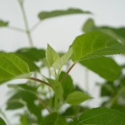 Plant in a Box Bolhortensia - Set van 3 - Hydrangea 'Strong Annabelle' - Hoogte 30-40cm - ⌀19cm Online