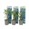 Plant in a Box Bolhortensia - Set van 3 - Hydrangea 'Early Blue' - Hoogte 25-40cm - ⌀9cm Sale