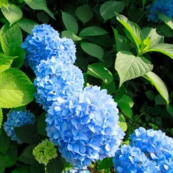 Plant in a Box Bolhortensia - Set van 3 - Hydrangea 'Early Blue' - Hoogte 25-40cm - ⌀9cm Sale