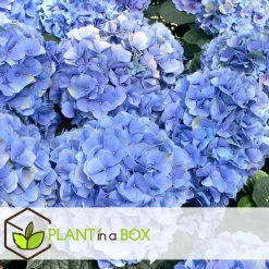 Plant in a Box Bolhortensia - Set van 3 - Hydrangea 'Early Blue' - Hoogte 25-40cm - ⌀9cm Sale