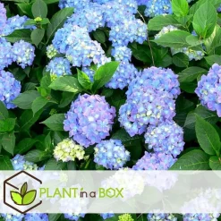Plant in a Box Bolhortensia - Set van 3 - Hydrangea 'Early Blue' - Hoogte 25-40cm - ⌀9cm Sale