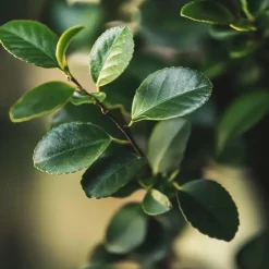 Plant in a Box Bonsai - Carmona microphylla - Hoogte 20-30cm - ⌀15cm Discount