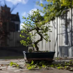 Plant in a Box Bonsai - Carmona microphylla - Hoogte 20-30cm - ⌀15cm Discount