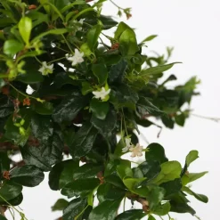 Plant in a Box Bonsai - Carmona microphylla - Hoogte 20-30cm - ⌀15cm Discount