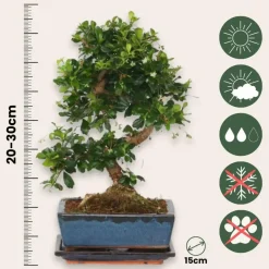 Plant in a Box Bonsai - Carmona microphylla - Hoogte 20-30cm - ⌀15cm Discount