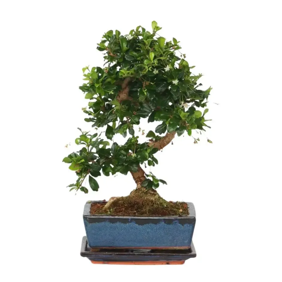 Plant in a Box Bonsai - Carmona microphylla - Hoogte 25-30cm - ⌀20cm