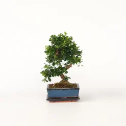 Plant in a Box Bonsai - Carmona microphylla - Hoogte 25-30cm - ⌀20cm