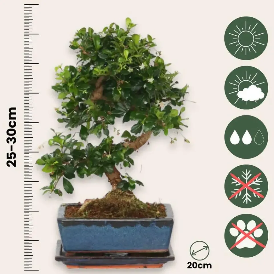 Plant in a Box Bonsai - Carmona microphylla - Hoogte 25-30cm - ⌀20cm