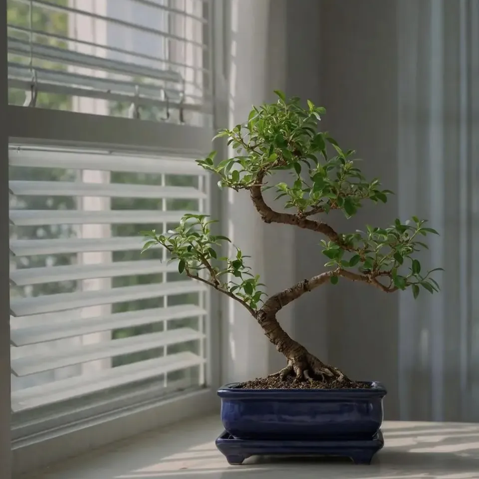 Plant in a Box Bonsai - Carmona microphylla - Hoogte 25-30cm - ⌀20cm