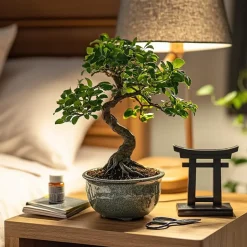 Plant in a Box Bonsai - Carmona microphylla - Hoogte 25-30cm - ⌀20cm