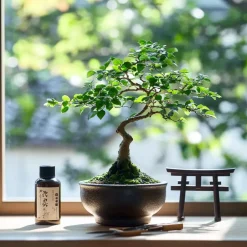 Plant in a Box Bonsai - Carmona microphylla - Hoogte 25-30cm - ⌀20cm