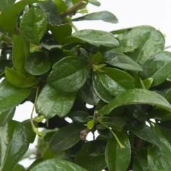 Plant in a Box Bonsai - Carmona microphylla - Hoogte 25-30cm - ⌀20cm