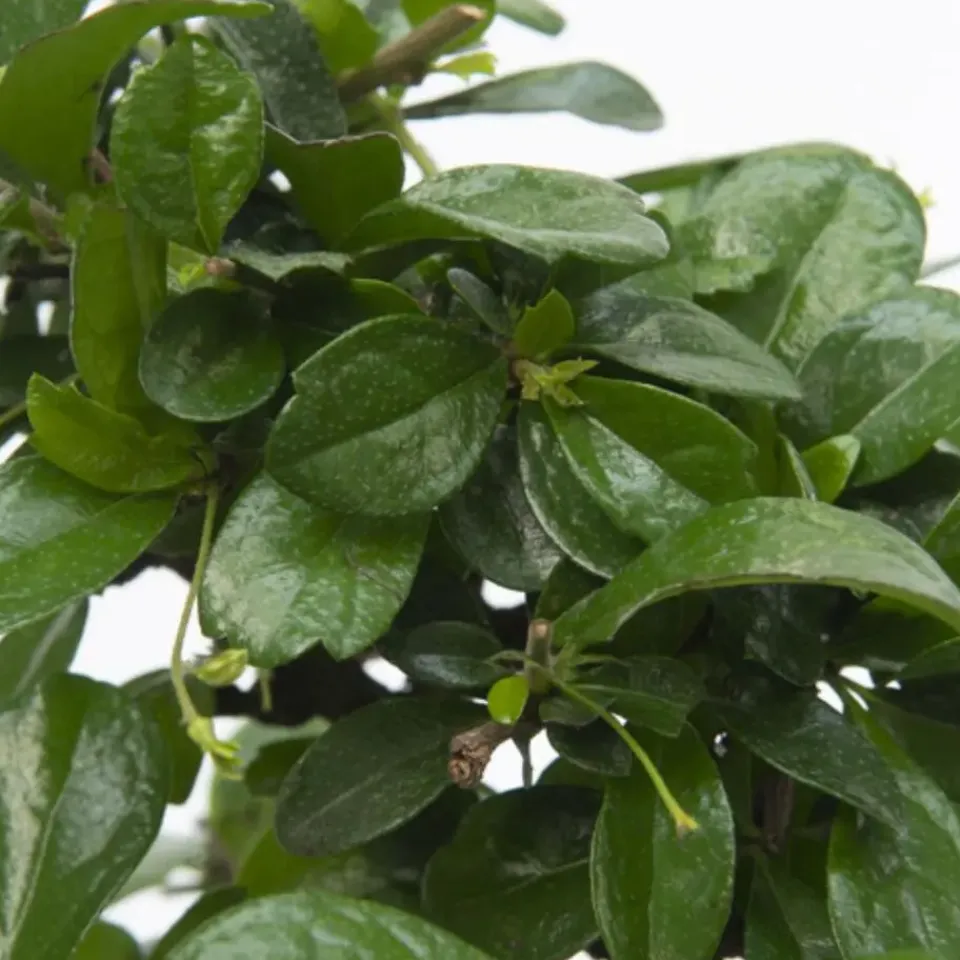 Plant in a Box Bonsai - Carmona microphylla - Hoogte 25-30cm - ⌀20cm