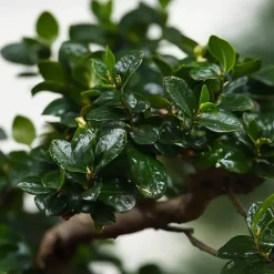 Plant in a Box Bonsai - Carmona microphylla - Hoogte 25-30cm - ⌀20cm