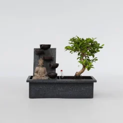 Plant in a Box Bonsai met Buddha - Bonsai - Hoogte 25-35cm - ⌀29cm Sale
