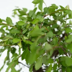 Plant in a Box Bonsai met Buddha - Bonsai - Hoogte 25-35cm - ⌀29cm Sale