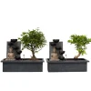 Plant in a Box Bonsai met Buddha - Set van 2 - Bonsai - Hoogte 25-35cm - ⌀29cm