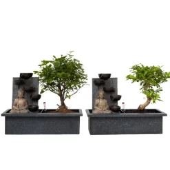 Plant in a Box Bonsai met Buddha - Set van 2 - Bonsai - Hoogte 25-35cm - ⌀29cm